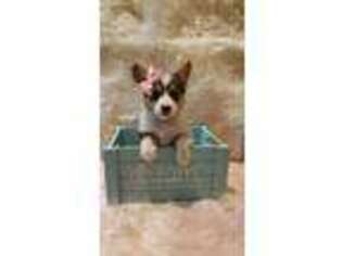 Pembroke Welsh Corgi Puppy for sale in Theodosia, MO, USA