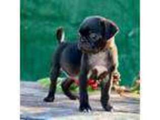 Pug Puppy for sale in Mission, TX, USA