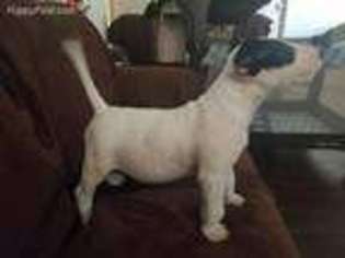 Bull Terrier Puppy for sale in Oakland, CA, USA