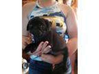 Pug Puppy for sale in Wild Rose, WI, USA