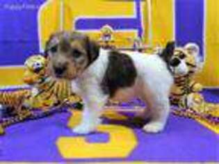 Jack Russell Terrier Puppy for sale in Amite, LA, USA