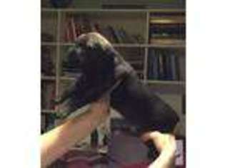 Mastiff Puppy for sale in BATTLE GROUND, WA, USA