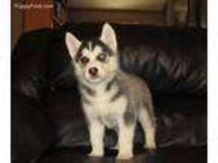 Siberian Husky Puppy for sale in Bourbon, MO, USA