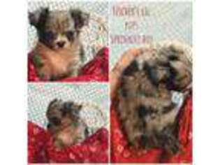 Chihuahua Puppy for sale in Fredericksburg, PA, USA