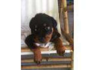 Rottweiler Puppy for sale in Manvel, TX, USA