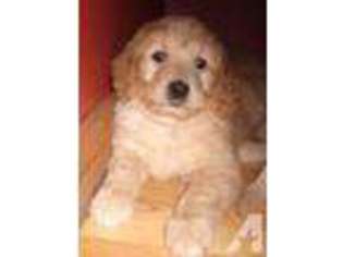 Goldendoodle Puppy for sale in KEWASKUM, WI, USA