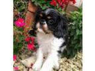 English Toy Spaniel Puppy for sale in Cambridge, MN, USA