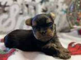 Yorkshire Terrier Puppy for sale in Winnsboro, TX, USA