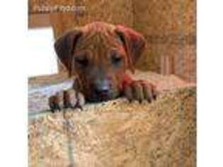 Rhodesian Ridgeback Puppy for sale in Ada, OK, USA