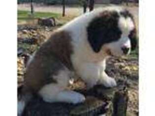 Saint Bernard Puppy for sale in Sully, IA, USA
