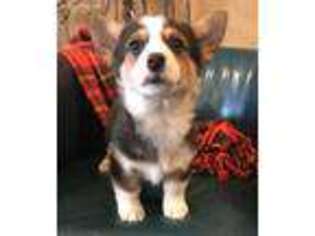 Pembroke Welsh Corgi Puppy for sale in Williamsport, IN, USA