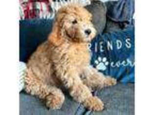 Goldendoodle Puppy for sale in Sappington, MO, USA