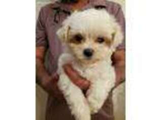 Maltese Puppy for sale in Moncks Corner, SC, USA