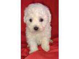 Bichon Frise Puppy for sale in Mansfield, AR, USA