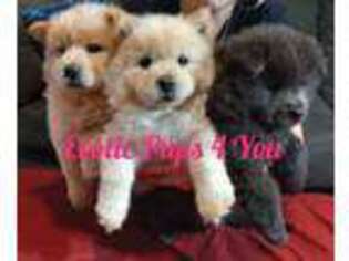 Chow Chow Puppy for sale in Chantilly, VA, USA