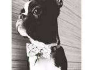 Boston Terrier Puppy for sale in Wichita, KS, USA