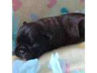 French Bulldog Puppy for sale in Thompsontown, PA, USA