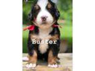 Bernese Mountain Dog Puppy for sale in Mansfield, OH, USA
