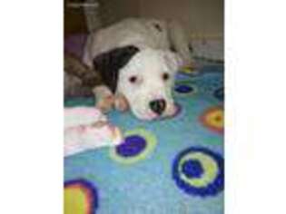 American Bulldog Puppy for sale in Lancaster, OH, USA