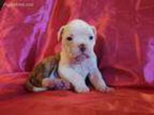 American Bulldog Puppy for sale in Sheffield, IL, USA