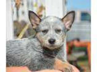 Australian Cattle Dog Puppy for sale in Windom, TX, USA