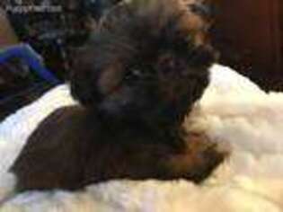 Mutt Puppy for sale in Reading, PA, USA