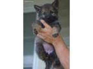 German Shepherd Dog Puppy for sale in Amboy, IL, USA