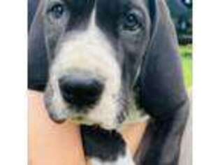 Great Dane Puppy for sale in Madawaska, ME, USA