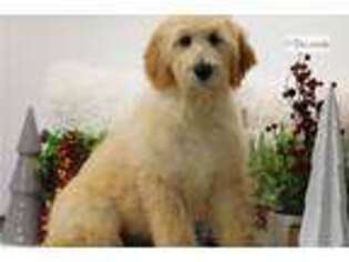 Goldendoodle Puppy for sale in Springfield, MO, USA