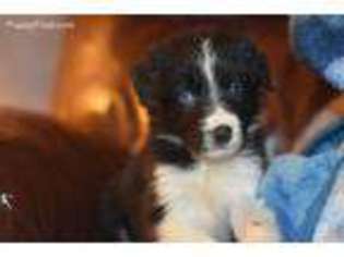 Medium Photo #1 Border Collie Puppy For Sale in Robbinston, ME, USA