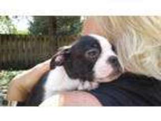 Boston Terrier Puppy for sale in Fox River Grove, IL, USA