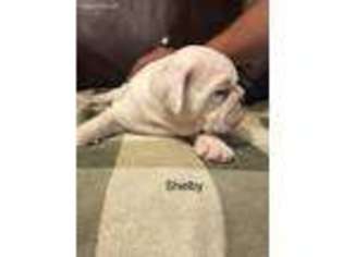 Bulldog Puppy for sale in Bellerose, NY, USA