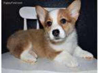 Pembroke Welsh Corgi Puppy for sale in Shipshewana, IN, USA