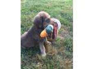 Chesapeake Bay Retriever Puppy for sale in Hohenwald, TN, USA