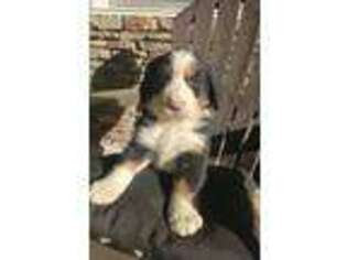 Bernese Mountain Dog Puppy for sale in Middleburg, PA, USA
