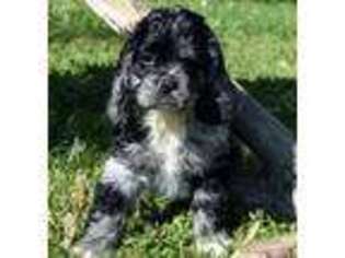Cocker Spaniel Puppy for sale in Park City, KY, USA