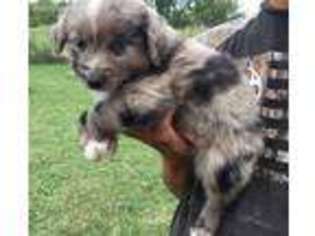 Miniature Australian Shepherd Puppy for sale in Del Valle, TX, USA