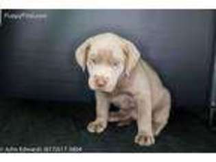 Labrador Retriever Puppy for sale in Meridian, TX, USA