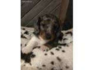 Dachshund Puppy for sale in Madrid, IA, USA