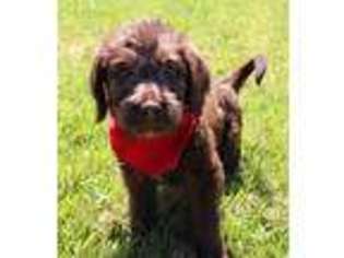 Labradoodle Puppy for sale in Ellwood City, PA, USA