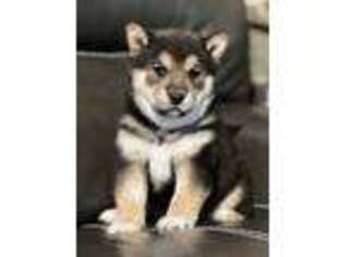 Shiba Inu Puppy for sale in Cattaraugus, NY, USA