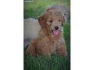 Goldendoodle Puppy for sale in Modesto, CA, USA