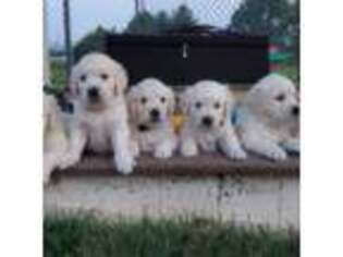 Mutt Puppy for sale in Gordonville, PA, USA