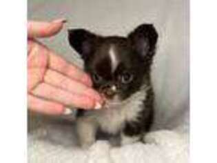 Chihuahua Puppy for sale in Fayetteville, AR, USA