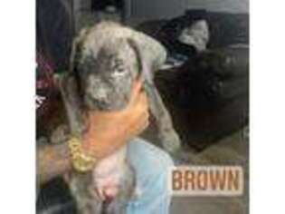 Medium Photo #1 Cane Corso Puppy For Sale in Aurora, CO, USA