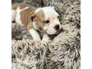 Bulldog Puppy for sale in Maplewood, NJ, USA
