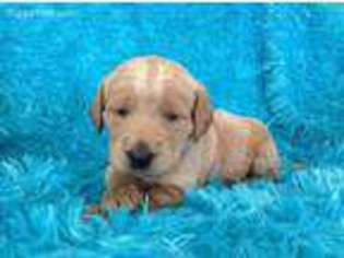 Labradoodle Puppy for sale in Birnamwood, WI, USA
