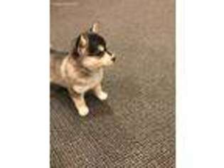 Alaskan Klee Kai Puppy for sale in Cloquet, MN, USA
