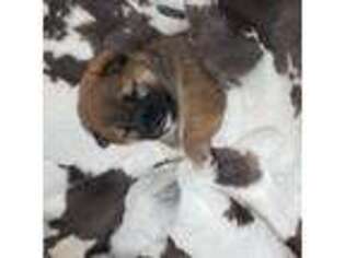 Shiba Inu Puppy for sale in Pipe Creek, TX, USA