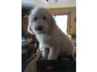 Great Pyrenees Puppy for sale in Pequot Lakes, MN, USA